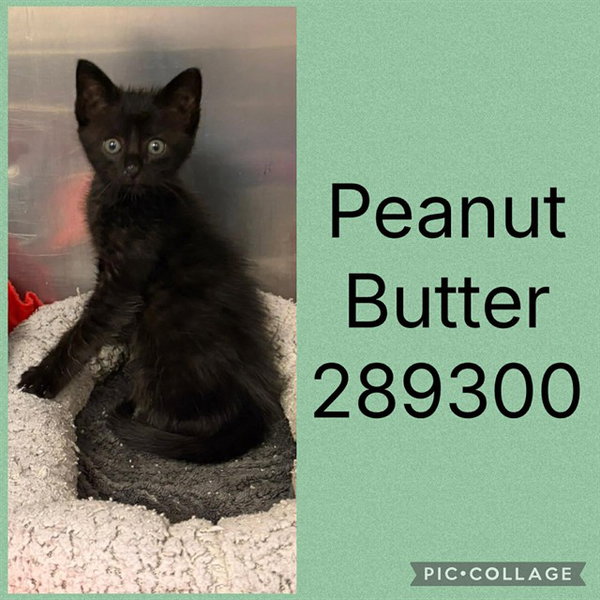 PEANUT BUTTER