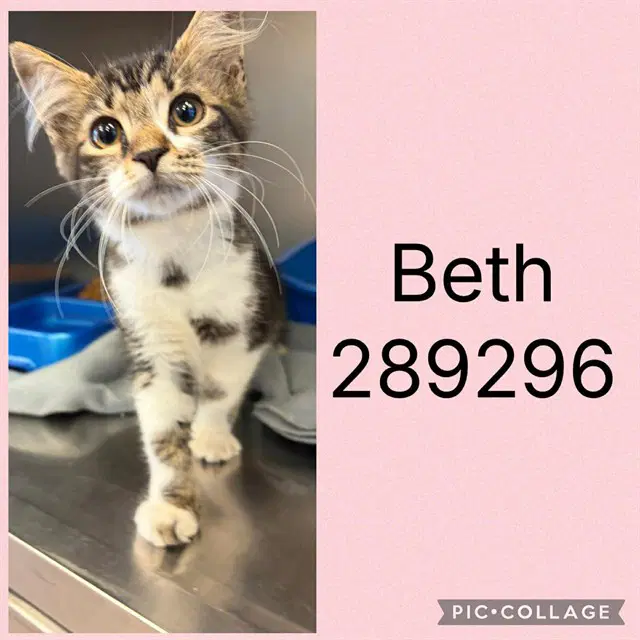 Beth - Domestic Medium Hair