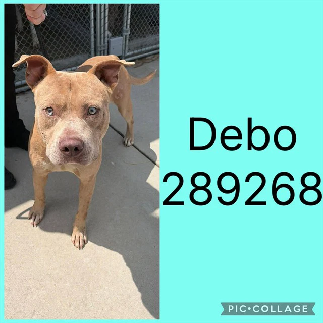 Debo