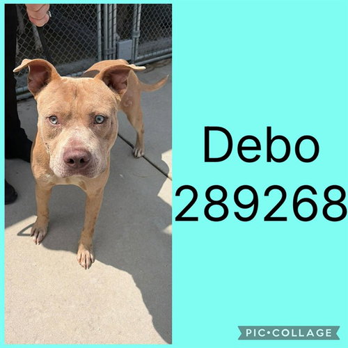 picture of the dog needing adoption
