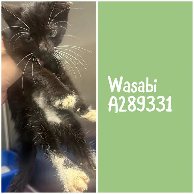 Wasabi - Domestic Short Hair