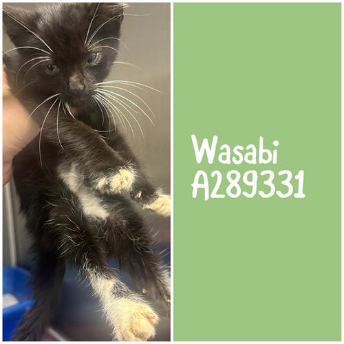 picture of the cat needing adoption