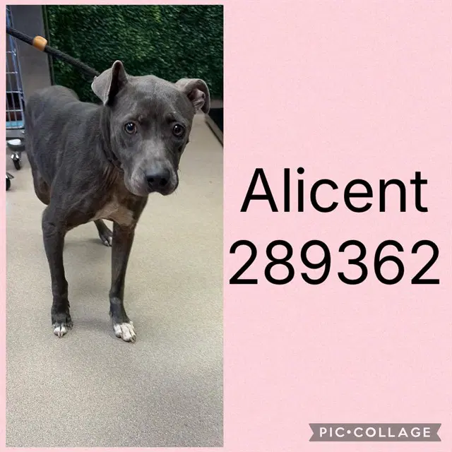Alicent - Pit Bull Terrier
