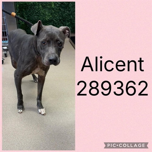 picture of the dog needing adoption