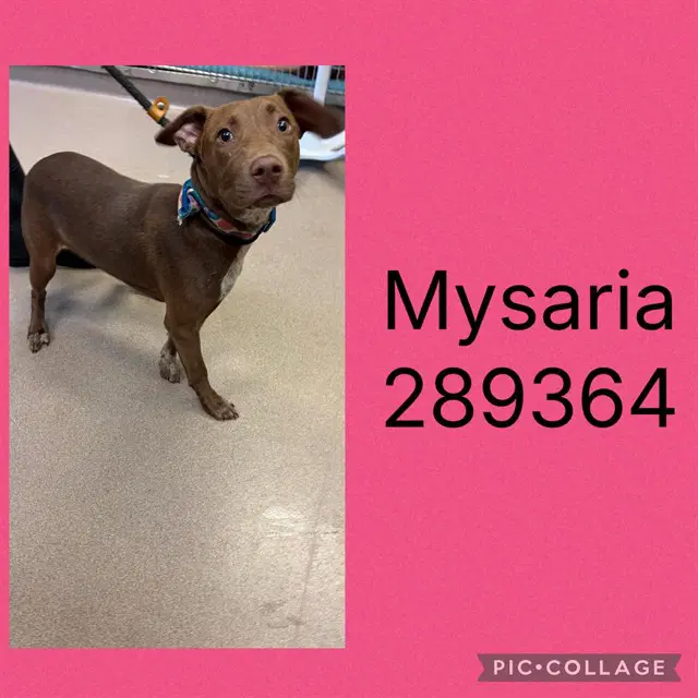 Mysaria - Labrador Retriever
