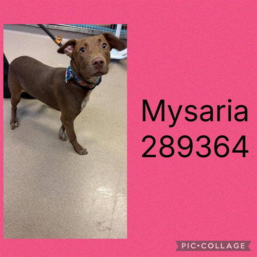 picture of the dog needing adoption