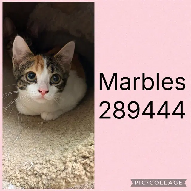 Marbles - Domestic Short Hair