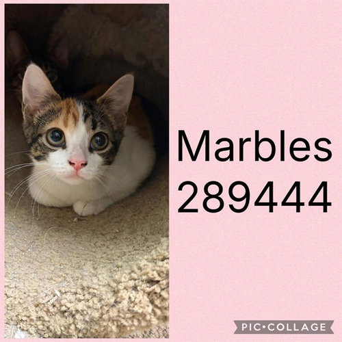 picture of the cat needing adoption