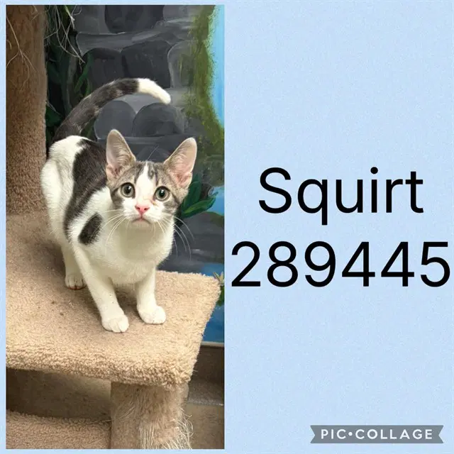 Squirt - Domestic Short Hair