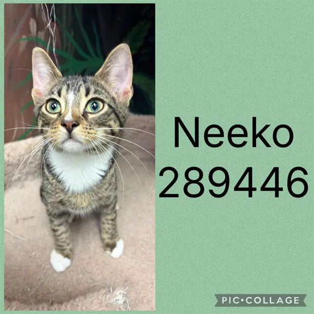 Neeko - Domestic Short Hair