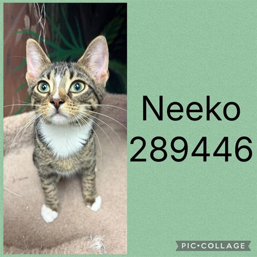 picture of the cat needing adoption