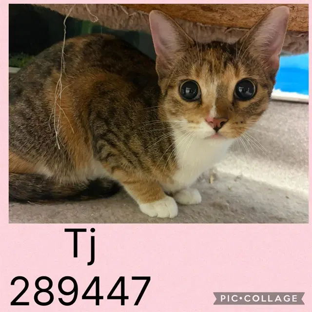 Tj - Domestic Short Hair