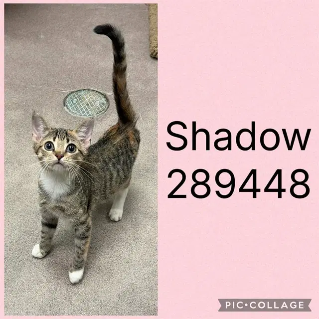 Shadow - Domestic Short Hair