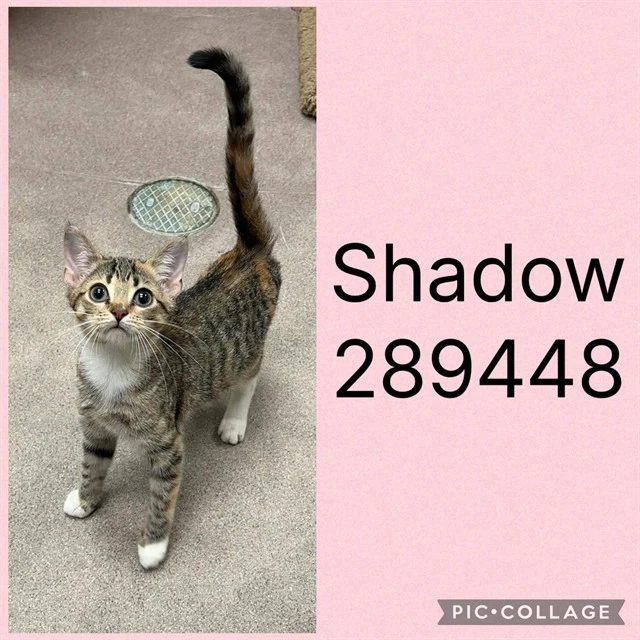 Shadow