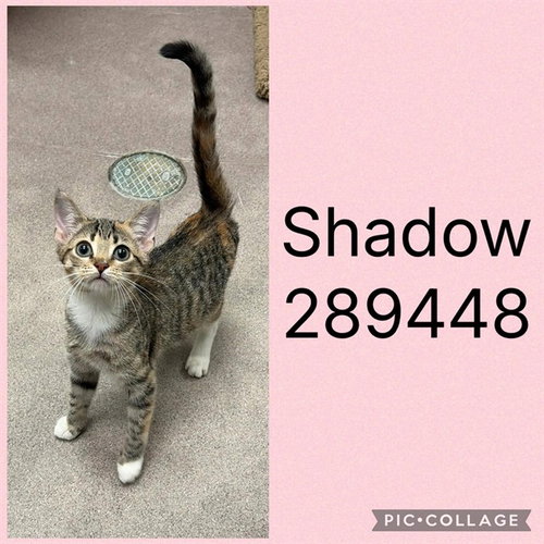 SHADOW, a cat for adoption from Macon-Bibb County Animal Welfare
