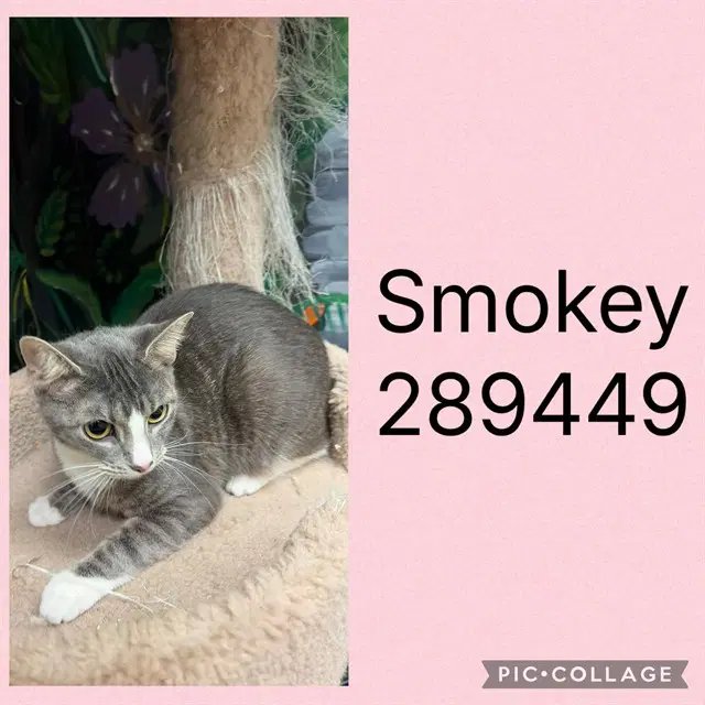 Smokey - Domestic Short Hair