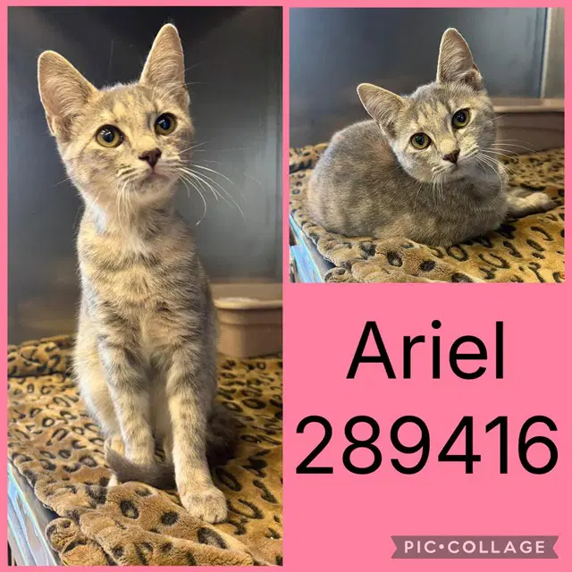Ariel - Domestic Short Hair