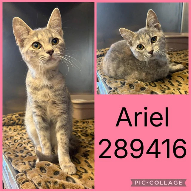 Ariel