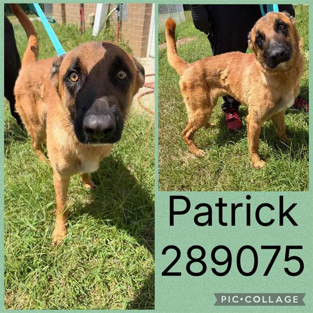 Patrick - Belgian Shepherd Malinois