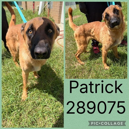 picture of the dog needing adoption