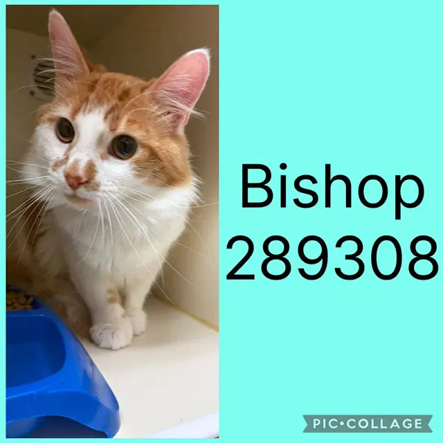 Bishop - Domestic Medium Hair