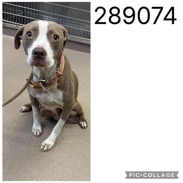 Lady - Pit Bull Terrier