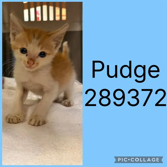 Pudge - Domestic Short Hair