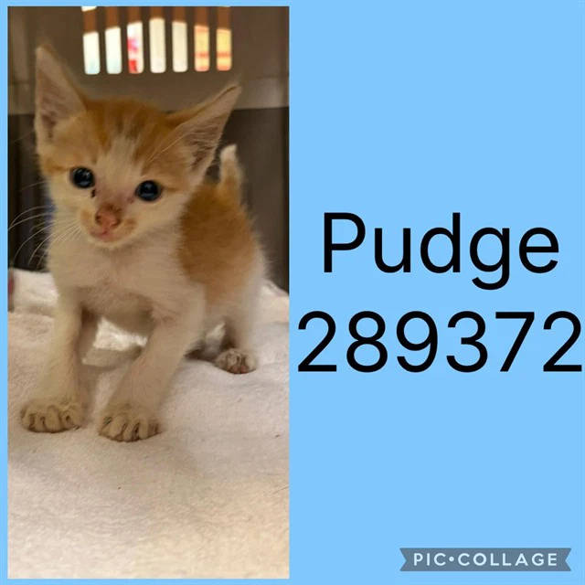 Pudge
