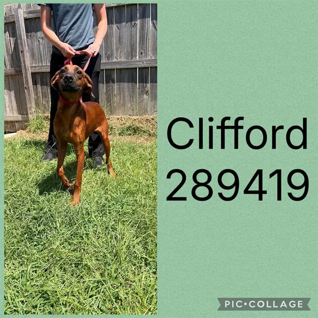 Clifford - Redbone Coonhound