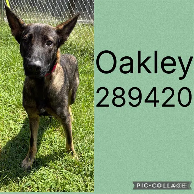 Oakley - Belgian Shepherd Malinois