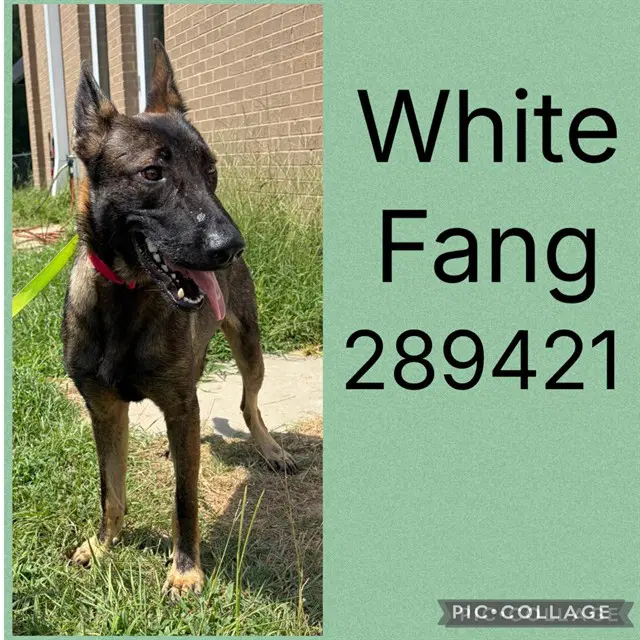 White Fang - Belgian Shepherd Malinois
