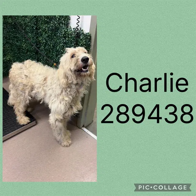 Charlie - Poodle (Standard)