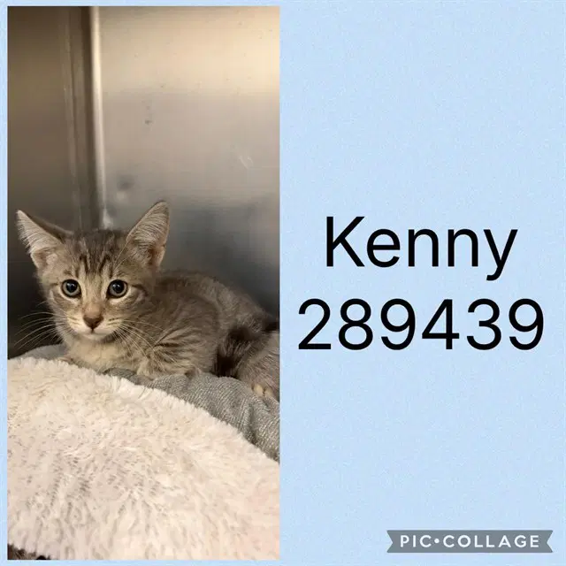 Kenny image 1