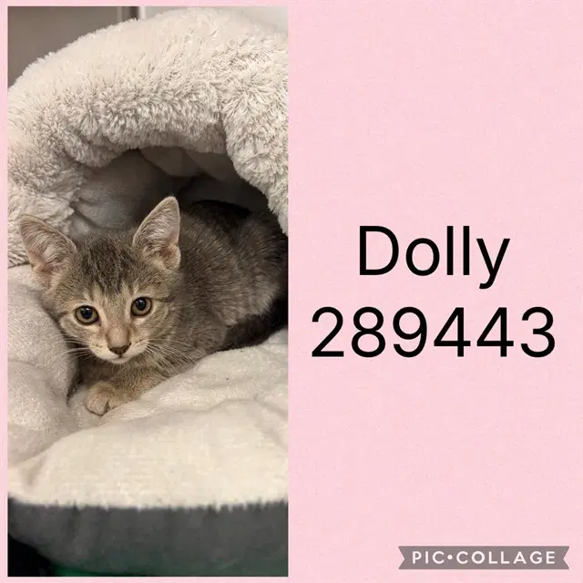 Dolly - Domestic Short Hair