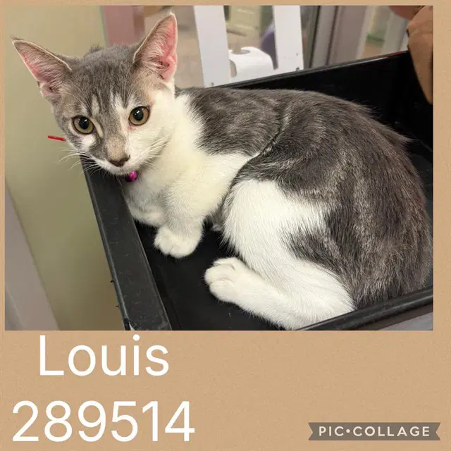 Louis - Domestic Short Hair