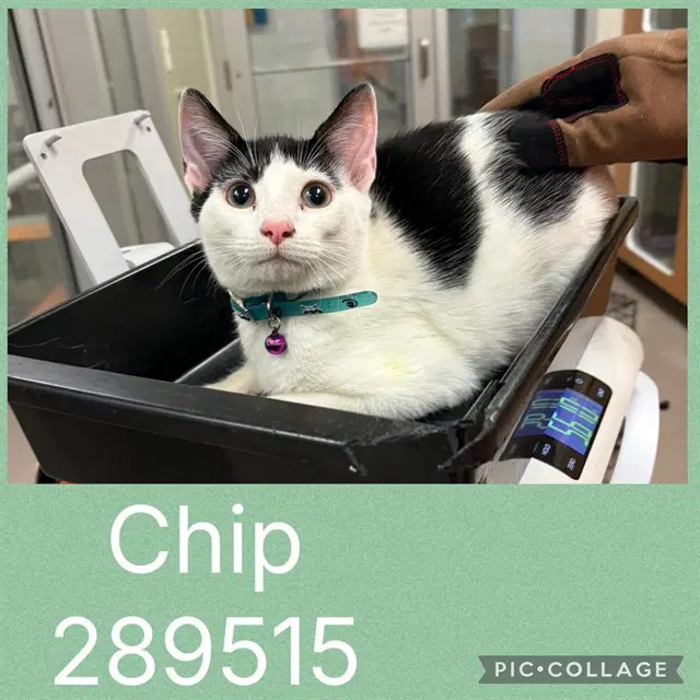 Chip - Domestic Short Hair