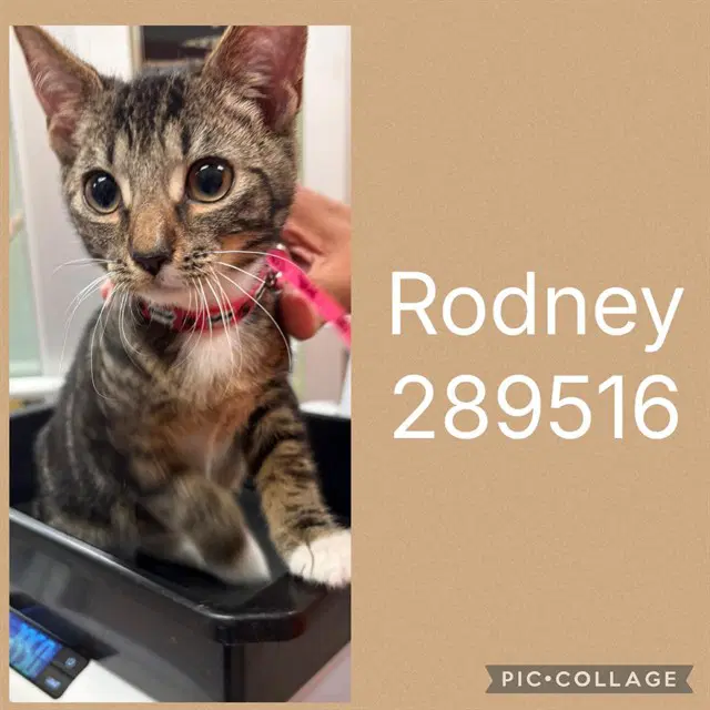 Rodney - Domestic Short Hair
