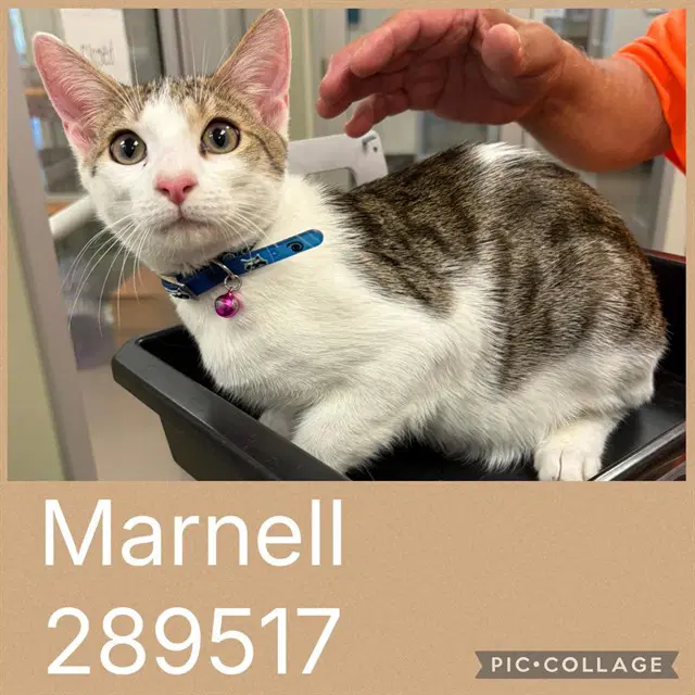 Marnell - Domestic Short Hair