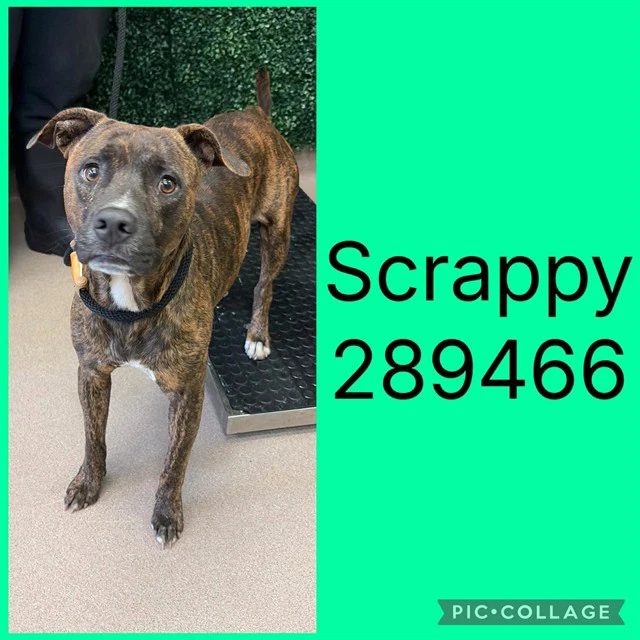 Scrappy