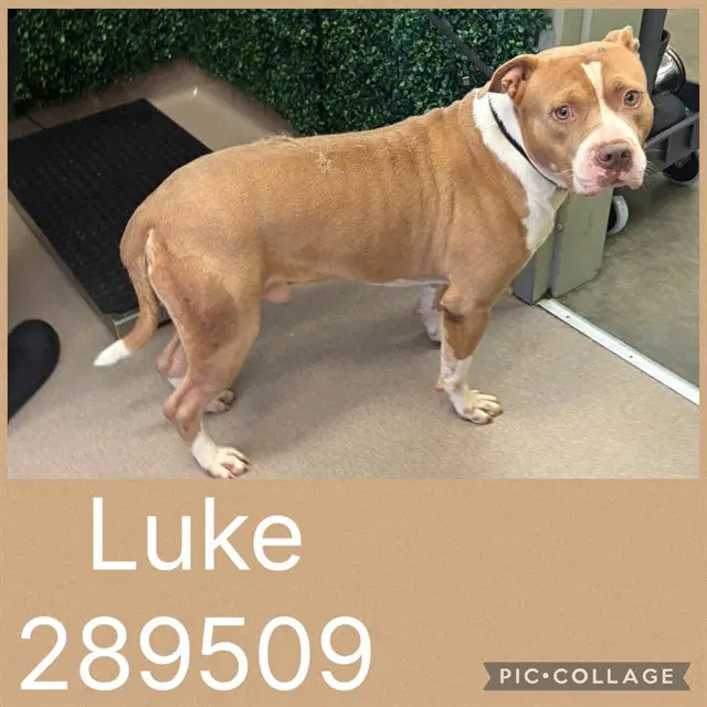 Luke - Bulldog
