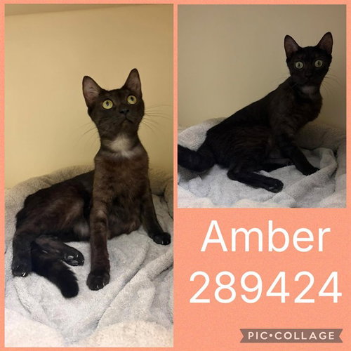 AMBER, a cat for adoption from Macon-Bibb County Animal Welfare