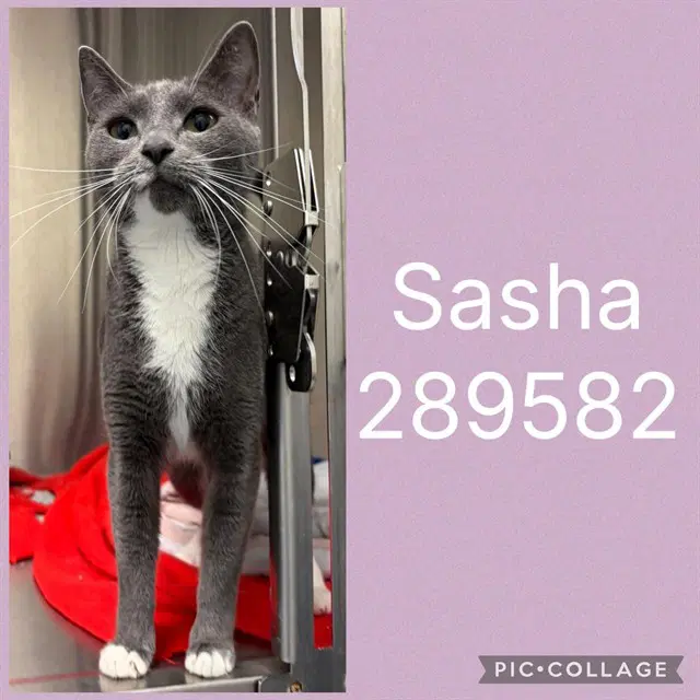 Sasha - Domestic Short Hair