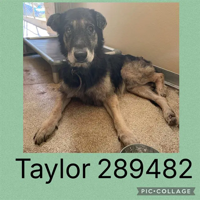 Taylor - German Shepherd Dog