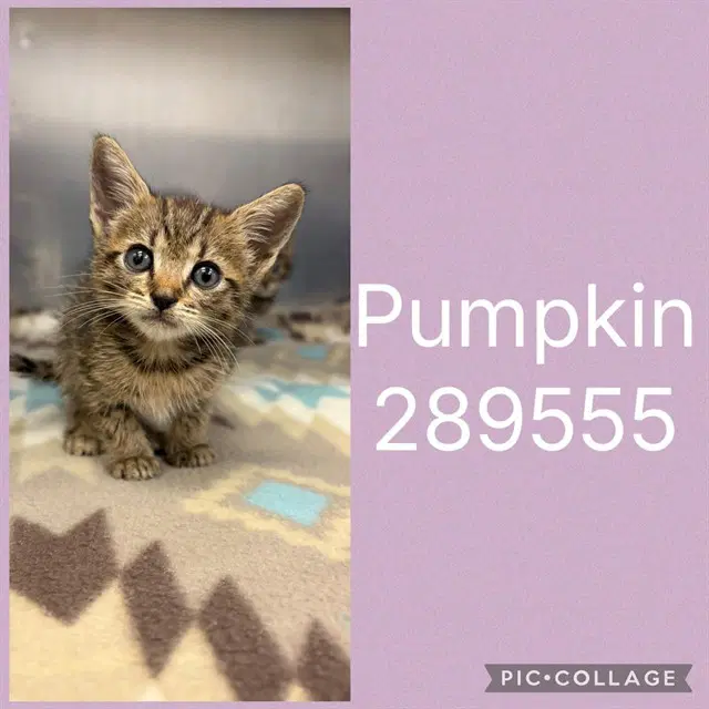 Pumpkin - Domestic Short Hair