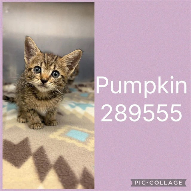 Pumpkin
