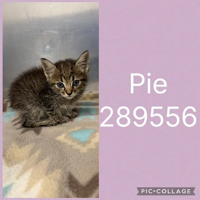 Pie - Domestic Short Hair