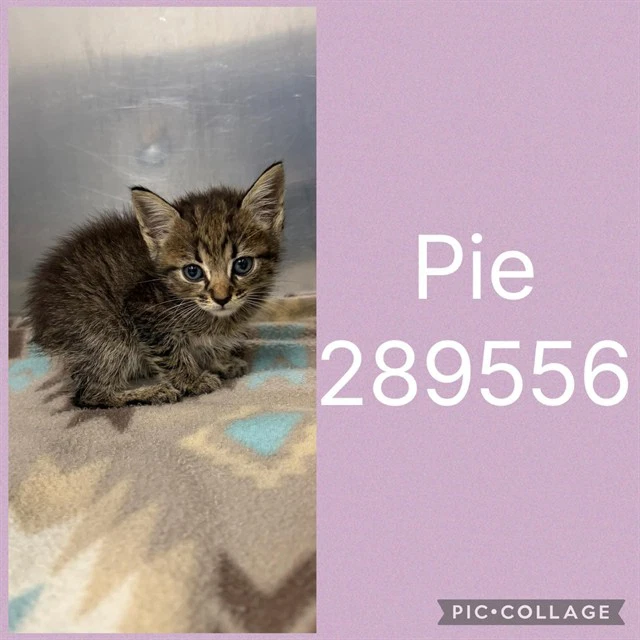 Pie