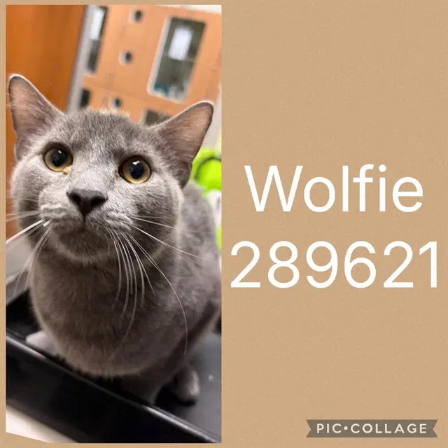 Wolfie - Domestic Medium Hair