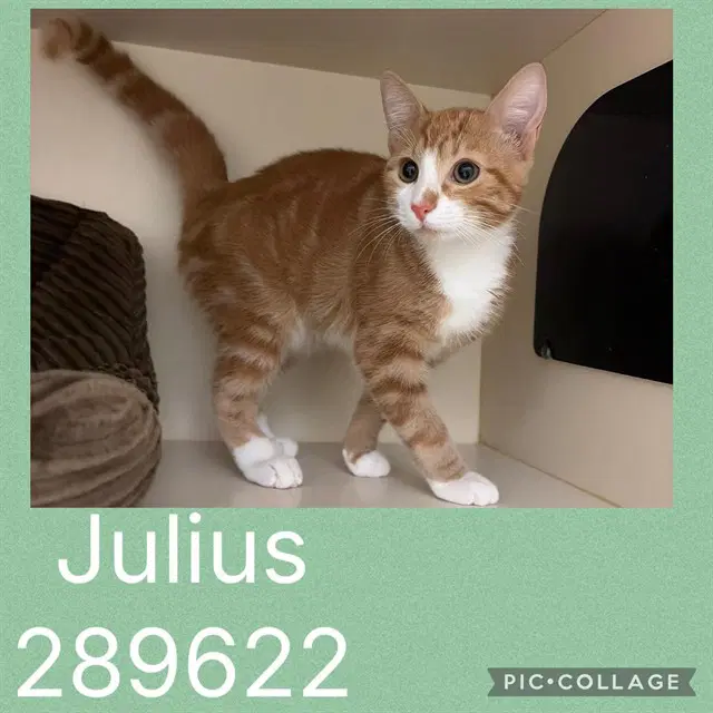 Julius - Domestic Medium Hair