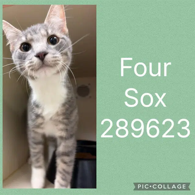 Four Sox - Domestic Medium Hair